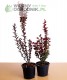 Berberys Thunberga 'Helmond Pillar'