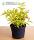 Krzewuszka cudowna 'Aurea'