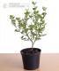 Lilak meyera 'Palibin'