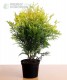 Żywotnik zachodni 'Globosa Aurea' (tuja)
