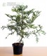 Żywotnikowiec japoński 'Variegata'