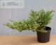 Jałowiec płożący 'Andorra Variegata'