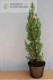 Jałowiec chiński 'Stricta Variegata'