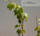 Winorośl właściwa 'Seyval Blanc'