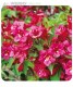 Krzewuszka cudowna 'Bristol Ruby'