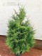 Żywotnik olbrzymi 'Excelsa' - Tuja