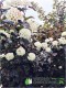 Pęcherznica kalinolistna 'Purpureus'
