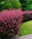 Berberys Thunberga 'Rose Glow'