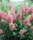Hortensja bukietowa 'Magical Fire