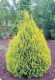 Cyprysik lawsona 'Alumigold'