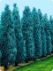 Cyprysik lawsona 'Columnaris'