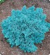 Jałowiec łuskowy 'Blue Star'