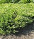 Jałowiec płożący 'Andorra Variegata'