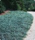 Jałowiec płożący 'Blue Chip'
