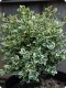 Bukszpan wieczniezielony 'Variegata'