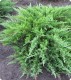 Jałowiec sabiński 'Tamariscifolia'