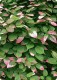 Aktinidia ostrolistna 'Male'