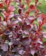Berberys Thunberga 'Dart's Red Lady'