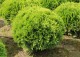 Żywotnik zachodni 'Globosa Aurea' (tuja)