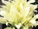 Funkia ogrodowa White Feather