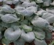 Funkia ogrodowa Blue Angel