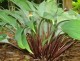 Funkia ogrodowa Red October