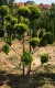 Cyprysik lawsona strzyżony wiele kul ( bonsai)