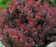 Berberys Thunberga Atropurpurea
