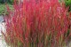 Imperata cylindryczna Red Baron