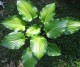 Funkia ogrodowa Invicible