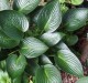 Funkia ogrodowa Devon Green