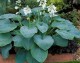 Funkia ogrodowa Bressingham Blue