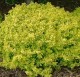 Berberys Thunberga Bonanza Gold