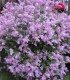 Lilak meyera 'Palibin'