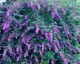 Budleja Davida Black Knight