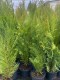 Cyprysik Lawsona Erecta Viridis