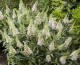 Budleja Davida Little White