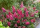 Budleja Davida Little Ruby