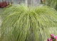 Turzyca włosista Frosted Curls