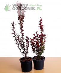 Berberys Thunberga 'Helmond Pillar'