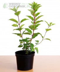 Hortensja bukietowa 'Magical Fire