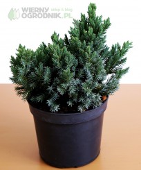 Jałowiec łuskowy 'Blue Star'