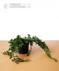 Jałowiec płożący 'Wiltonii'