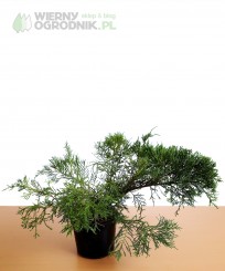 Jałowiec pośredni 'Pfitzeriana Aurea'