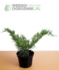 Jałowiec sabiński 'Tamariscifolia'