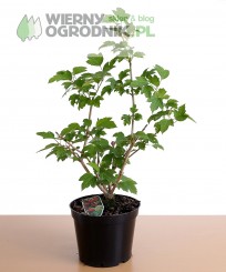 Kalina koralowa 'Compactum'