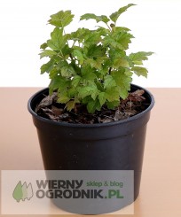 Kalina koralowa 'Nanum'