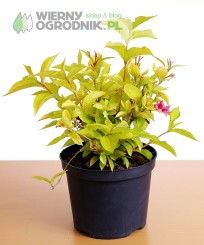 Krzewuszka cudowna 'Aurea'