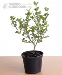 Lilak meyera 'Palibin'
