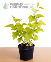 Pęcherznica kalinolistna 'Luteus'